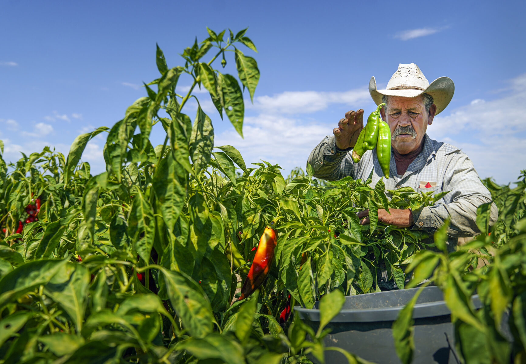 091621_ChileFarmer06-rgb.jpg